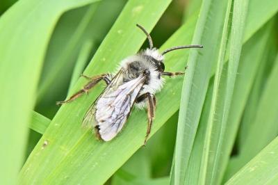 Andrena cineraria