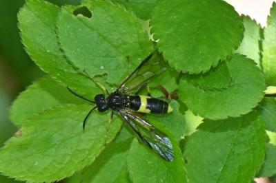 Tenthredo temula