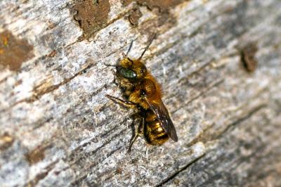 Osmia caerulescens