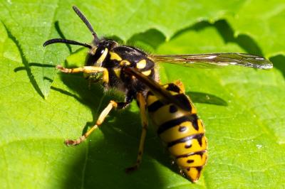 Vespula germanica