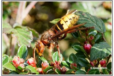 Vespa crabro