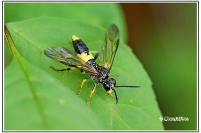 Tenthredo temula