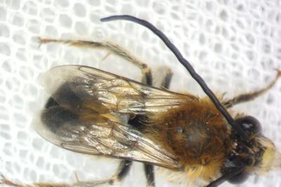 Eucera longicornis