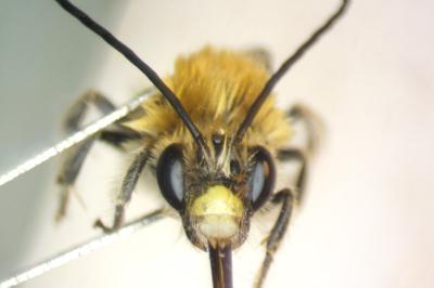 Eucera longicornis