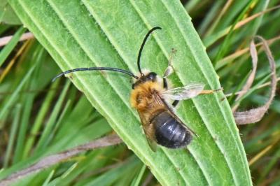 Eucera