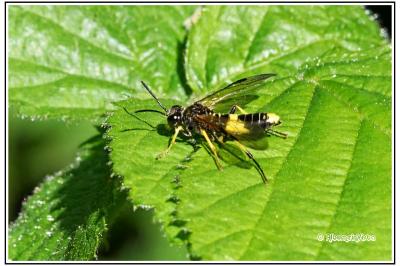 Tenthredo temula