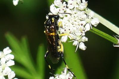 Macrophya montana