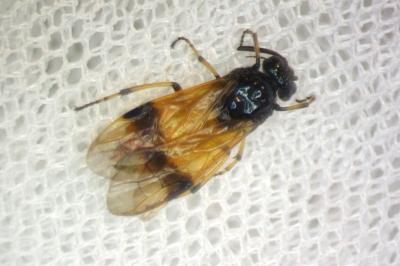 Arge cyanocrocea