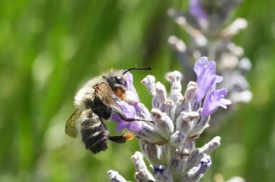 Megachile maritima