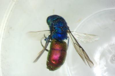Chrysis ignita