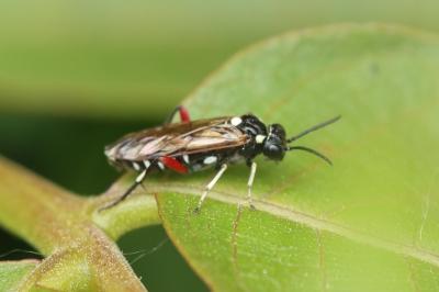 Macrophya punctumalbum