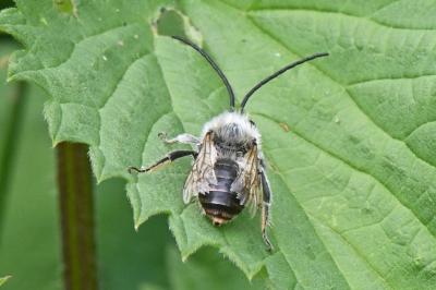 Eucera