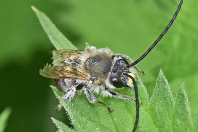 Eucera