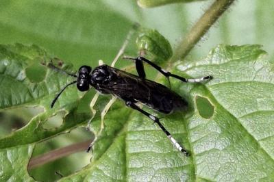 Macrophya montana