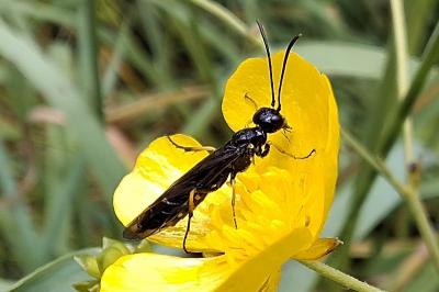 Cephus spinipes