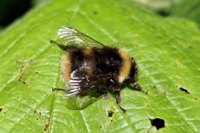 Bombus pratorum