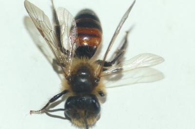 Andrena labiata