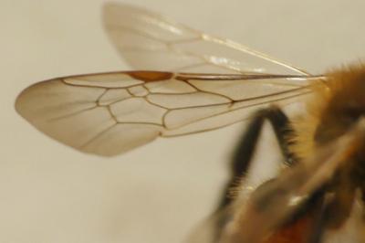 Andrena labiata