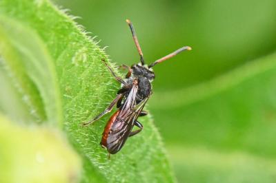 Nomada