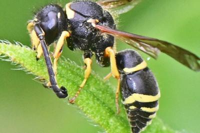 Odynerus