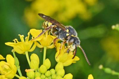 Nomada