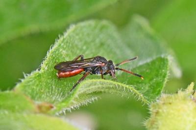 Nomada