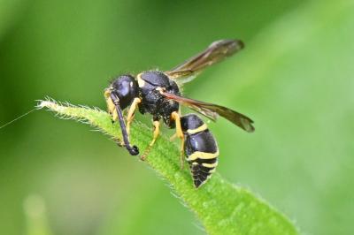 Odynerus