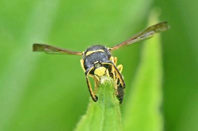 Odynerus