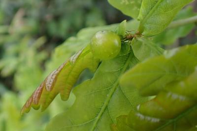 Neuroterus quercusbaccarum
