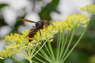 Vespa velutina
