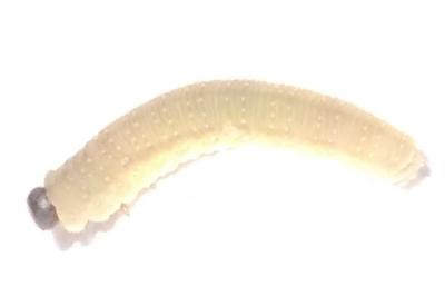 hymeno1779916636