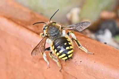 Anthidium manicatum