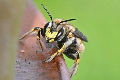 Anthidium manicatum