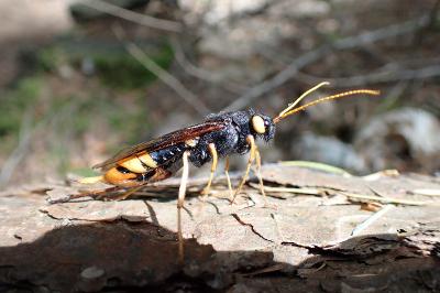 Urocerus gigas