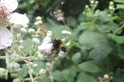 Bombus terrestris