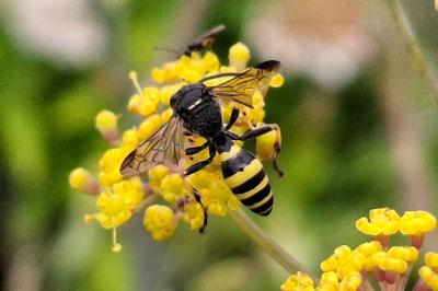 Gorytes laticinctus