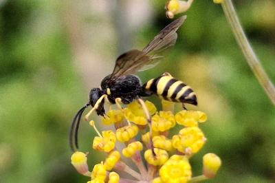 Gorytes planifrons