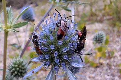 Sphecodes