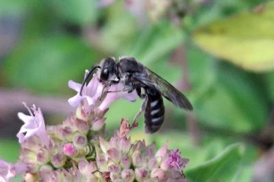 Lasioglossum sexnotatum