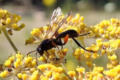 Phaenolobus terebrator