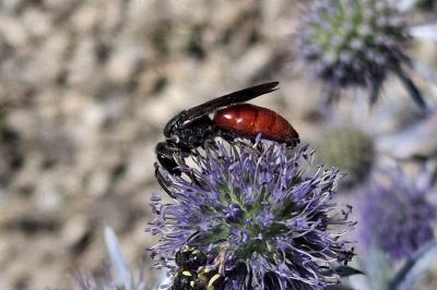 Sphecodes albilabris