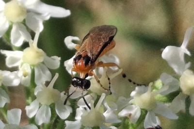 Athalia rosae