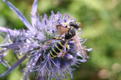 Cerceris arenaria