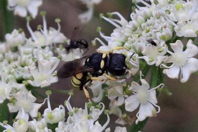 Lestica clypeata