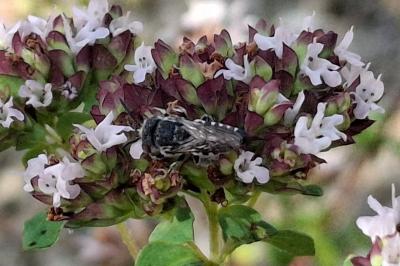 Coelioxys