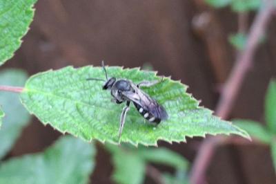 Lasioglossum sexnotatum