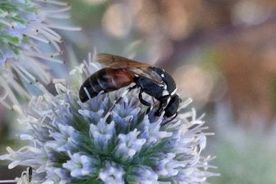 Hylaeus variegatus