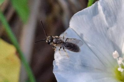 Lasioglossum
