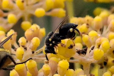 Brachymeria