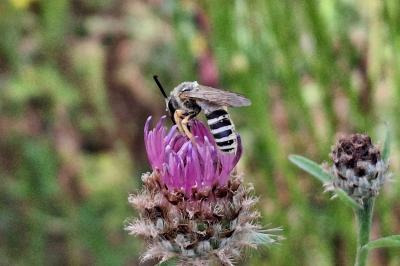Halictus scabiosae